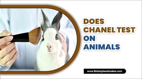 macht chanel tierversuche|Chanel testing for animals.